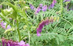 光叶紫花苕种植一亩地需要多少种子
