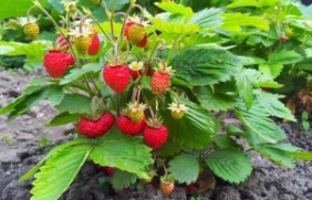 草莓种植后多久发芽