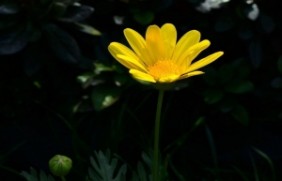 黄菊花是多年生植物吗