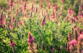 红豆草是多年生植物吗