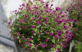 千日紫种植后如何预防病虫害