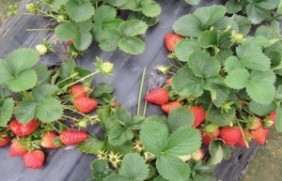 草莓冬季可以开花吗