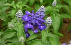 蓝萼鼠尾草开花有香味吗