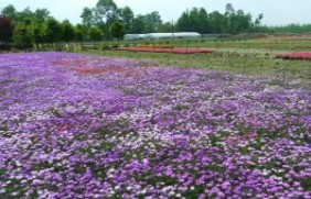 进口野花组合种植后如何预防病虫害