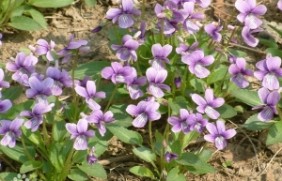 紫花地丁可以移栽吗