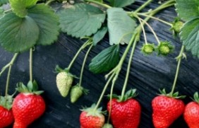 草莓种植后如何养护