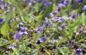 紫花地丁种植后好养护吗