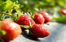 草莓植物的优点有哪些