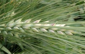 大麦适合东北地区种植吗?