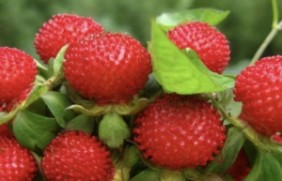 蛇莓繁殖方式有哪些？