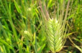 大麦种植之后一亩地产量多少