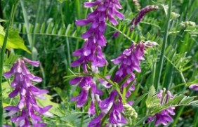 光叶紫花苕一年可以收割几次？
