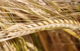 大麦种植多久可以种植一次