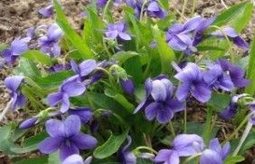 紫花地丁夏季能种植吗