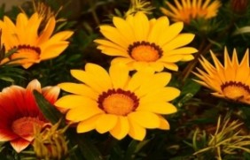 太阳花植物优点有哪些