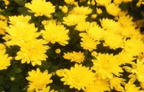 黄菊花冬季可以开花吗
