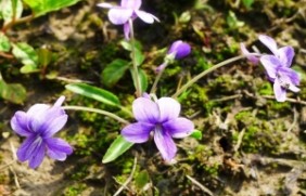 紫花地丁适合北方种植吗