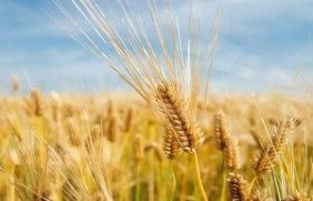 大麦适合北方种植吗