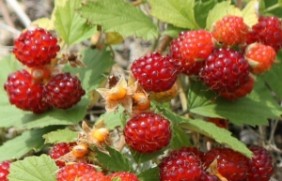 蛇莓种植后好养护吗
