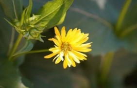 日光菊可以移栽吗，有哪些繁殖方法？