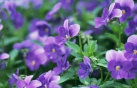 紫罗兰种植后好养护吗，花期有多长？
