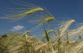 大麦种子怎么播种？大麦是多年生的植