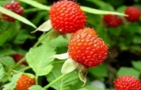 蛇莓植物有毒吗，蛇莓是属于一年生吗