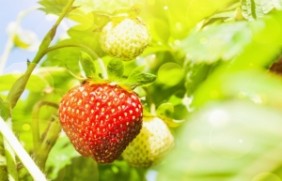 草莓适合北方种植吗，种植后的花期是