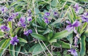 紫花地丁能安全过冬吗，有没有病虫害