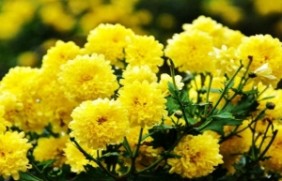 黄菊花种植后有什么价值，植物的花期