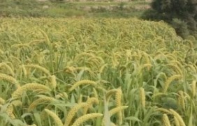 小米适合北方种植吗，种植后怎么管理
