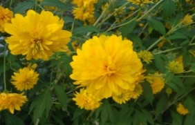 黄菊花七八月份种植可以吗，繁殖方法