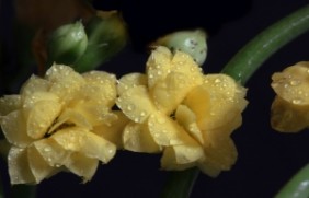 福寿花在冬季种植可以吗，花朵几月份