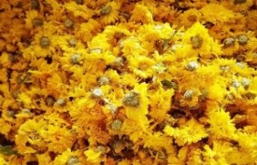 黄菊花有什么作用，花朵几月份绽放？
