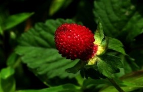 蛇莓种植后有什么价值，好不好种植？