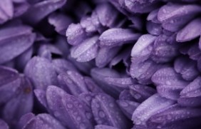 紫罗兰春季可以种植吗，种植后好养护