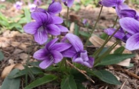 紫花地丁种植的时候需提前浸泡吗，种