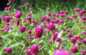 千日紫种植的方法是什么，夏季能种植