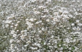 霞草春季可以种植吗，能在东北过冬吗