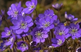 紫罗兰种植的方法是什么，种植的时候