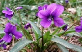 紫花地丁种植地需要提前翻整吗，种植