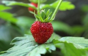 草莓适合什么时候种植，购买种子应该
