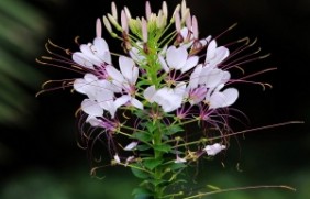 醉蝶花在冬季种植可以吗，种植后有什