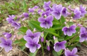 紫花地丁适合什么样的环境，适合植物