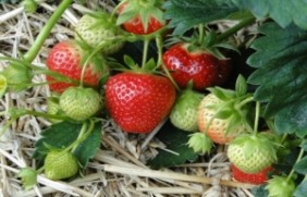草莓种植地需要提前翻整吗，种植的时