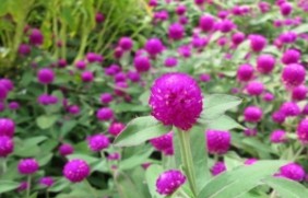千日紫种植一亩地需要多少种子，种植
