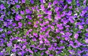 紫花地丁冬季需要修剪吗，冬季可以种