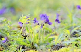 紫花地丁二月份种植可以吗，七八月份