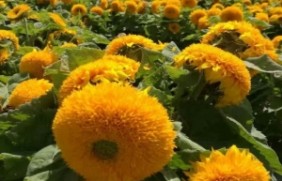 玩具熊向日葵在冬季种植可以吗，种植