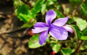 紫花地丁适合什么时候种植，开花有香